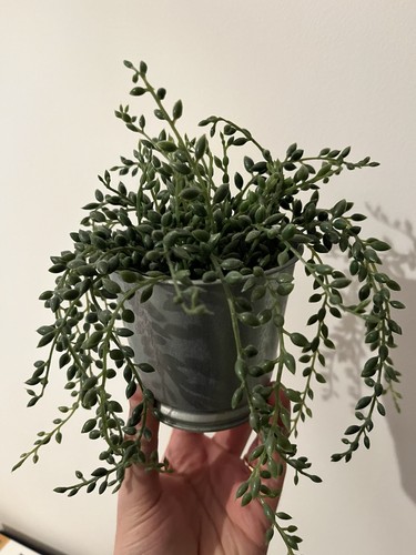 Ikea artificial plant - artificial, with