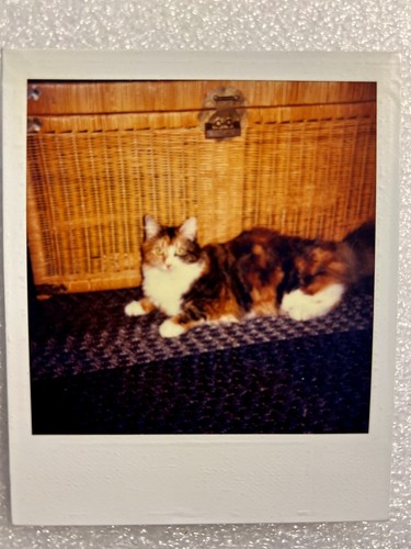 Calico cat vintage photograph - cat,