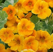 15 Golden Yellow Nasturtium