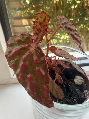 Rare begonia red rum spotted - red,