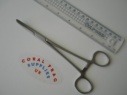 Coral propagation quality - coral,