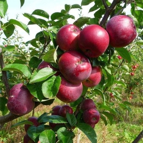 Dwarf patio spartan apple tree - dwarf,