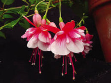Fuchsia El Comino Trailing