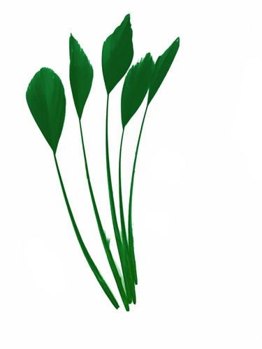 Long fascinators feathers - long,