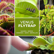 CARNIVOROUS VENUS FLY TRAP (Dionaea muscipula) 30 FRESH SEEDS
