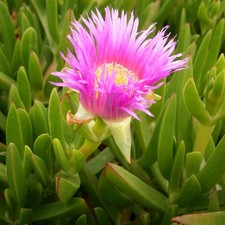 Carpobrotus Edulis - 20 Seeds