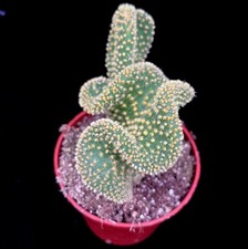 Opuntia microdesis cristaat - ,