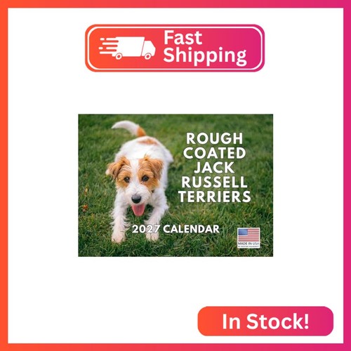 Jack russell rough broken - rough,