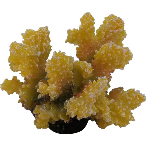 Yellow marine coral - marine,