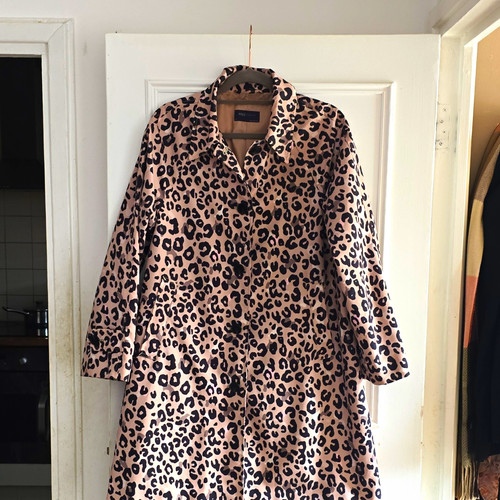 Collection leopard animal - leopard,