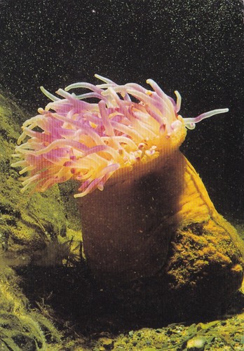 Sea life centre weymouth - sea,