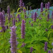 Agastache rugosa 'Liquorice Blue' Set of three 9cm Plants