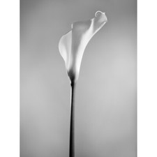 Flower Black And White Calla Lily 12X16 Inch Framed Art Print