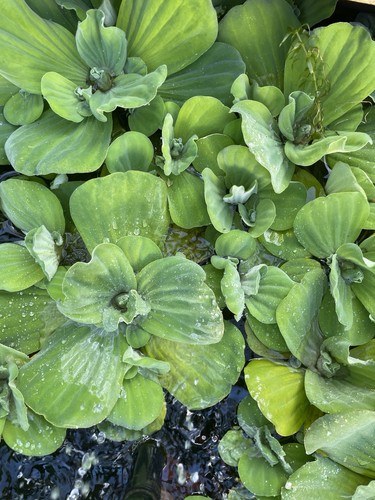 Live water lettuce floating - water,