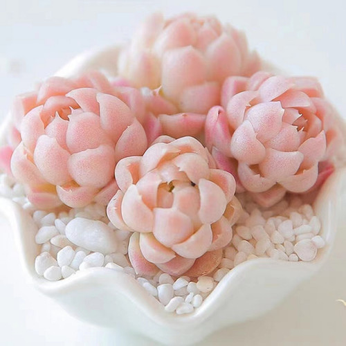 Echeveria elegans alba 10 - alba,,