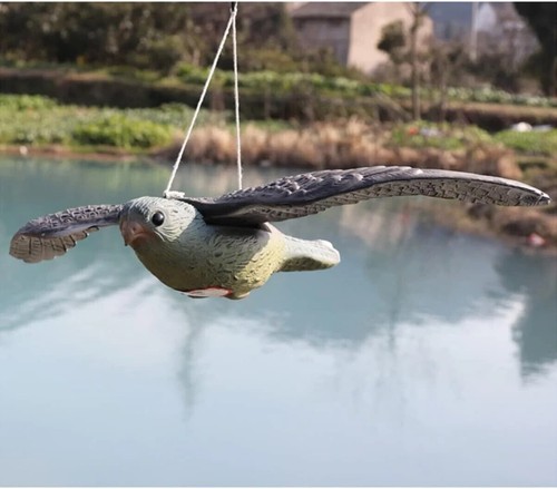 Flying hawk falcon pest - hawk,