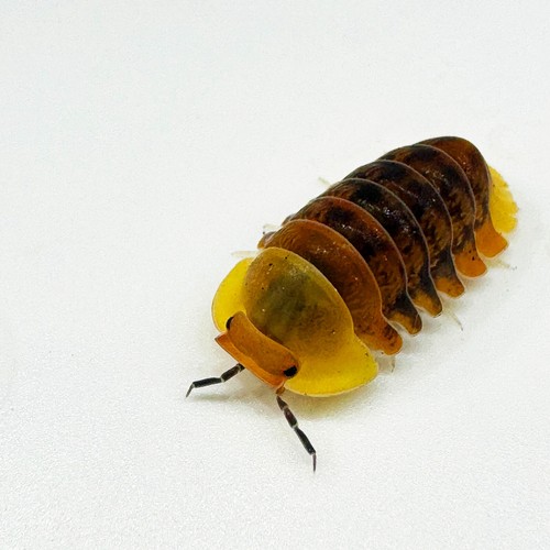 Isopod factory cubaris sp - factory, 25+