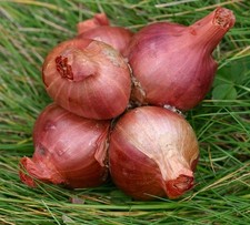 Red Biztro Shallot Sets - 500g Pack High Quality, Certified Seed, Ready to Plant