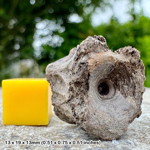 Fossil bony fish - bony, vertebra