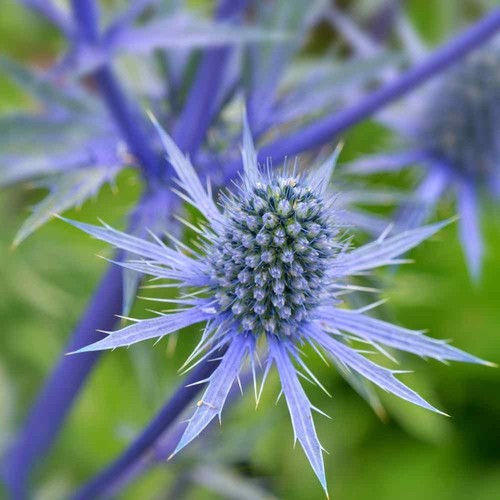 Sea holly eryngium - sea, planum