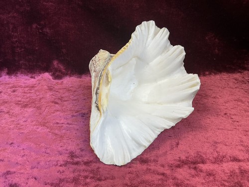 Wonderful large clam - clam, shell