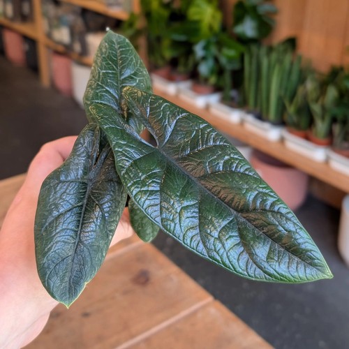 Alocasia scalprum 6cm rare - 6cm.,