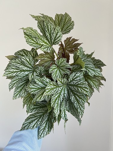 Begonia hovaria silver maple - begonia,