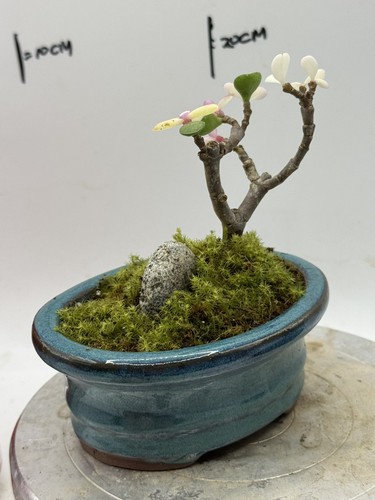 Portulacaria afra elephant - afra,
