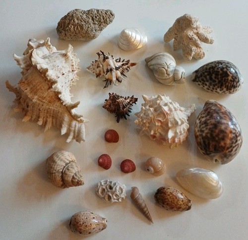 Mixed sea shells large table - sea,