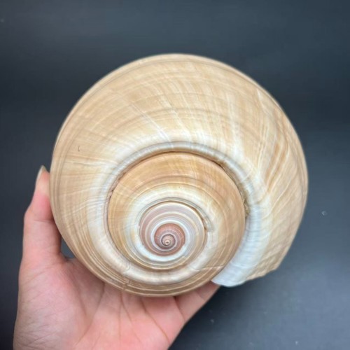 Tonna olearium shell - tonna,