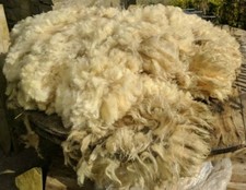 Whole Spinning Fleece, Felting, Weaving, Fibre Craft. Organic Shetland Sheep 