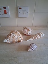 Small lot sea - of, shell