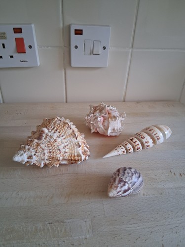 Small lot sea shell - lot,