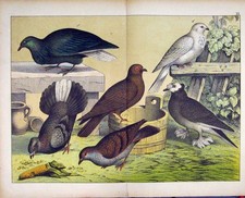 Original Old Antique Print Schubert Nature Wild Birds Colour 1878 Feathers 19th