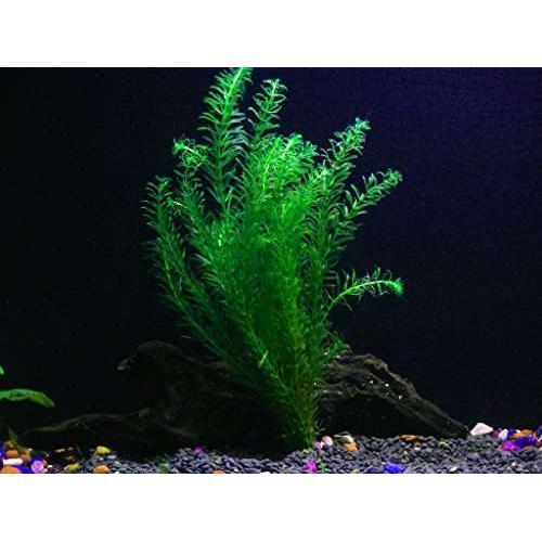 Egeria densa anacharis - egeria, 1