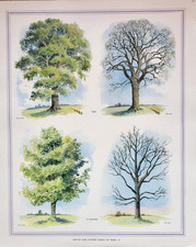 VINTAGE MACMILLAN SCHOOL EDUCATIONAL WINTER & SUMMER TREES POSTER 21" X 17"