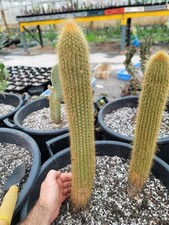 Large columar cacti sp lost