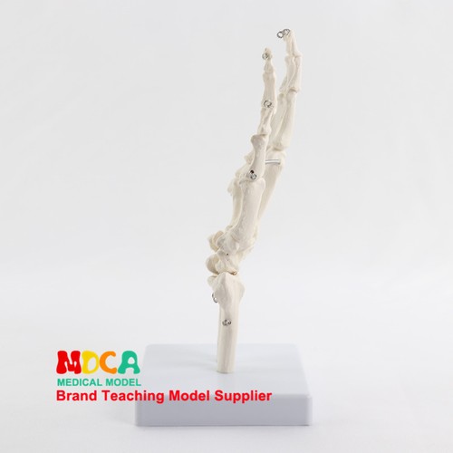 Life size human hand joint - life,