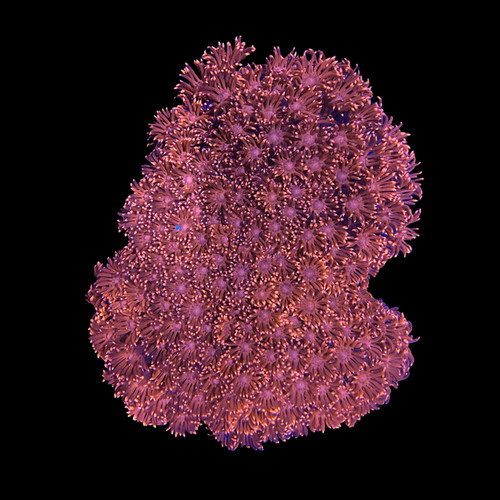 Ultra red goniopora coral - ultra,
