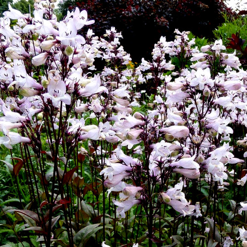 Plug plants penstemon - ,