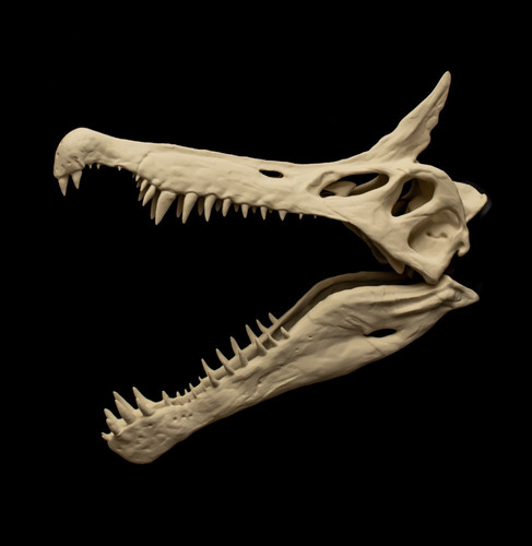 Spinosaurus skull replica - spinosaurus,