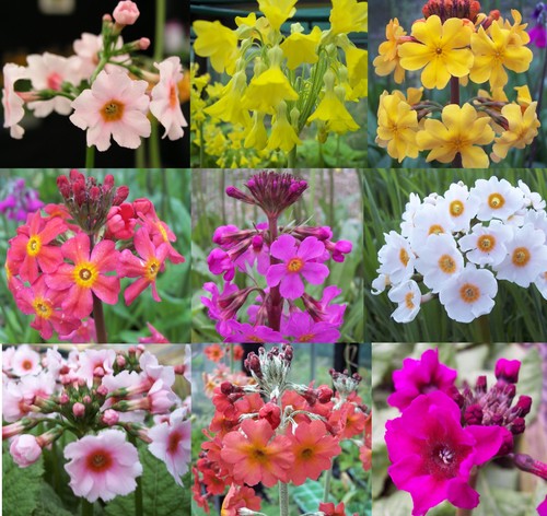 Plants primulas for - 9, x