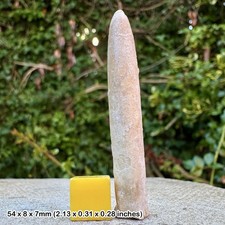 Fossil Belemnite Gonioteuthis granulata Cretaceous Campanian Margate Kent UK |