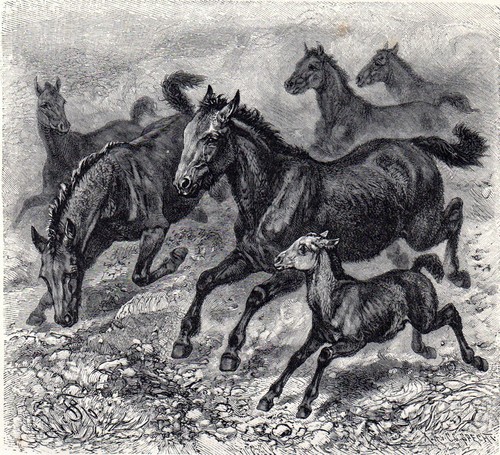 Tarpan 1894 friedrich - friedrich, specht