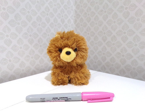 Brown pomeranian dog - pomeranian,