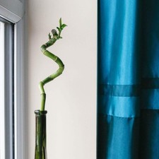 Lucky Bamboo stem - 40cm