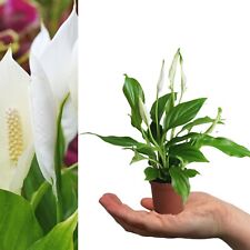 Spathiphyllum Peace Lily in