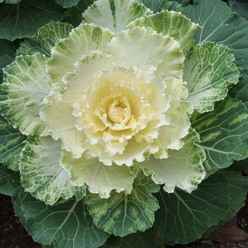 White ornamental cabbage - white,