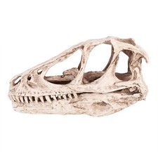 Dinosaur Skull Model Excellent Workmanship Resin Dinosaur Skull Decoration