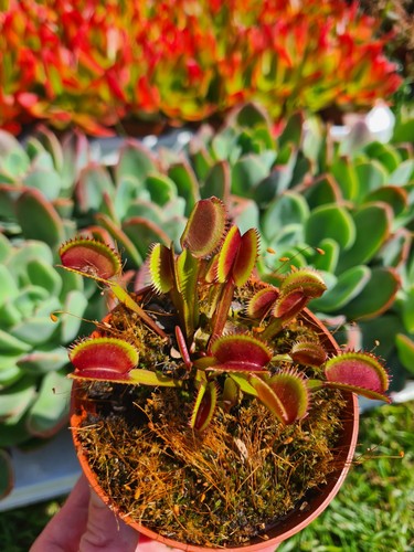 Dionaea muscipula red piranha - dionaea,
